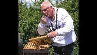 Mai bei den Bienen - Zweite Durchsicht des Bienenvolkes mit Honigverkostung