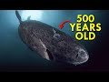 Greenland Shark Facts and Trivia