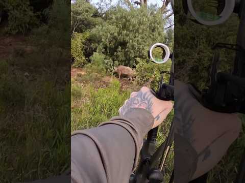 Дикий кабан падает! Эпическое действие охоты с луком" #охота #archery #bowhunting