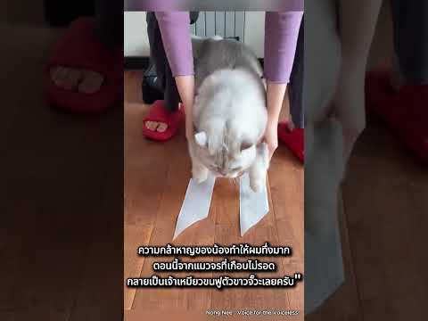 ปาฏิหาริย์แมวจร! จากแมวบาดเจ็บที่ไม่มีใครต้องการ สู่คุณแม่ที่แสนอบอุ่น 🐱❤️✨Nong Nee - Voice