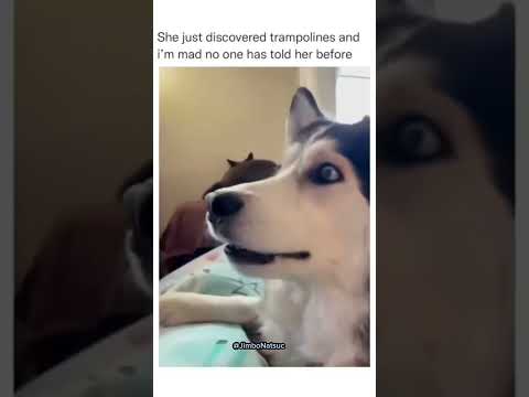funny Dog compilation pt35 #amazingpets #dog #funnypuppy #petvideos #funny #adorabledog #funnypets