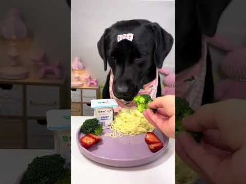 It's time to feed #When you have a greedy puppy ,The daily life of eating dog ,Cute pet debut plan