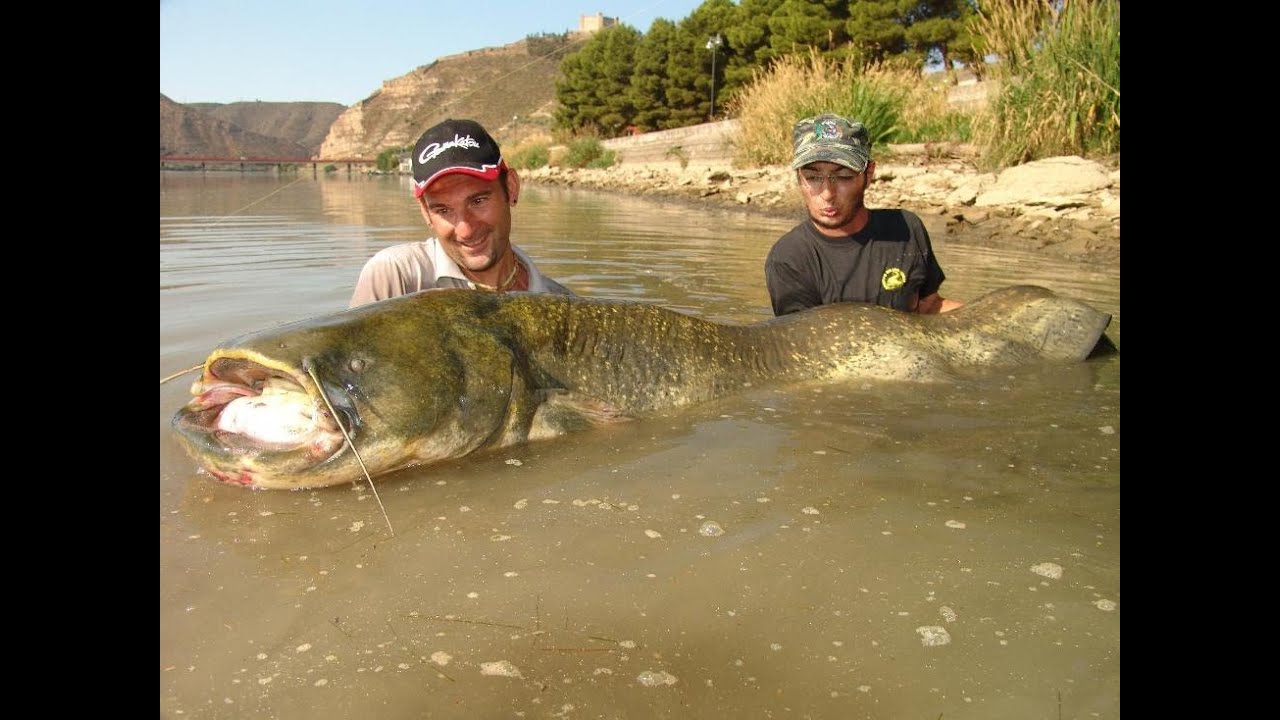 Wels catfish with pellet's rig in mequinenza by catfishing world
