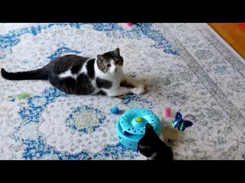 2025-06-21 Micro: Meowtfits & Faculty Playtime