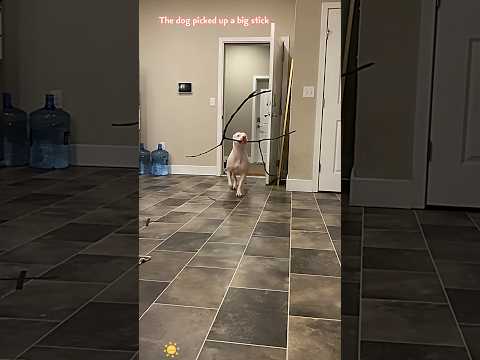 The dog picked up a big stick🤣🤣🐶#shortvideo #funny #youtube #pets #usa