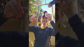 2026.04 Fun with parrots