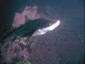 Giant Pacific Octopus and Sharks in an Aquarium