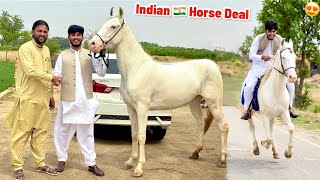 20 Lakh Ki Indian Horse🐎 Deal Done With Talha Ghouri 😍