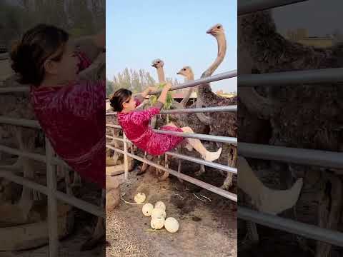 Best Real Activities Animals  part 15