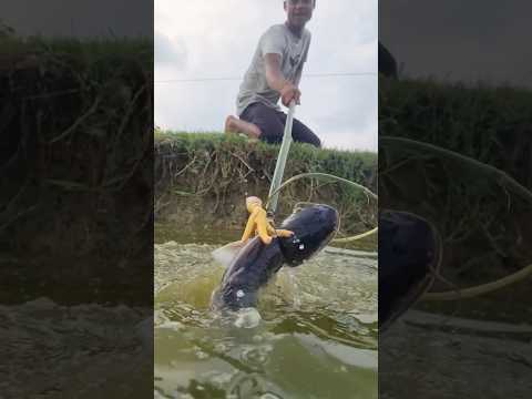Most attractive Fishing Trap Creat village boy. Catch big fish amazing ideas. #fishing #shorts