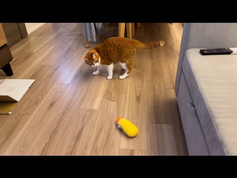 プレゼントにはしゃぐ猫。