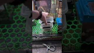 The world's largest leaf insect! #insects #bugs #animals #nacfamily #rock_n_insectes