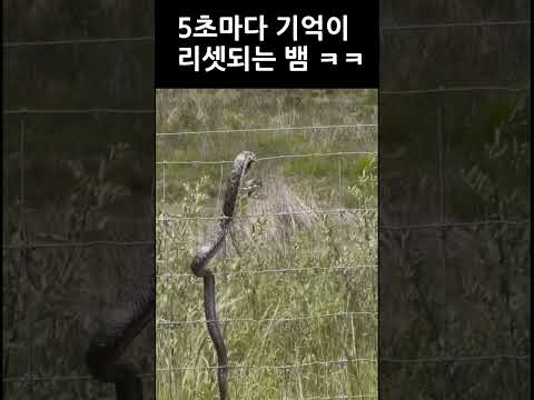 전기 충격 무한 반복