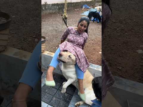 അയ്യോ ആരോ എന്റെ കാലുവാരി ???   #labrador  #dogs