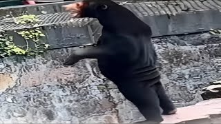 Gran Conspiración de Osos Falsos
