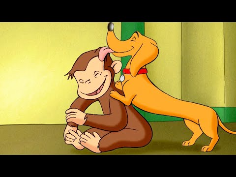 George e o Cachorro Brincalhão! 🐵 George, o Curioso 🐵 Desenhos Animados