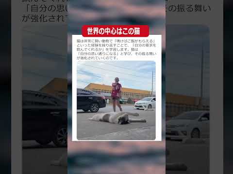 世界の中心はこの猫w #面白い #面白集 #おもしろ #おもしろ動画 #バズれ #twitter #爆笑