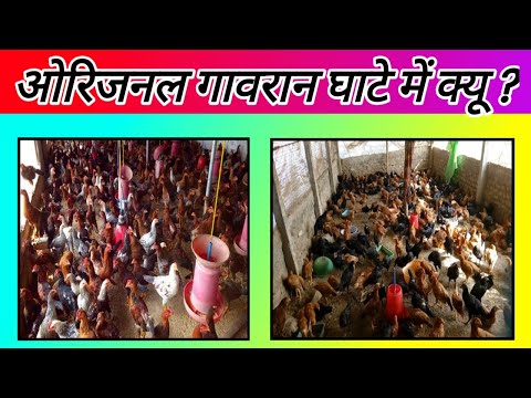 115 Original gavran kombdi | आखिर ओरिजनल गावरान मुर्गी घाटे में क्यों ? ओरिजनल गावरान कोंबडी फार्म |