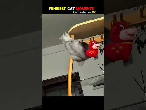 funniest cat moments 😂