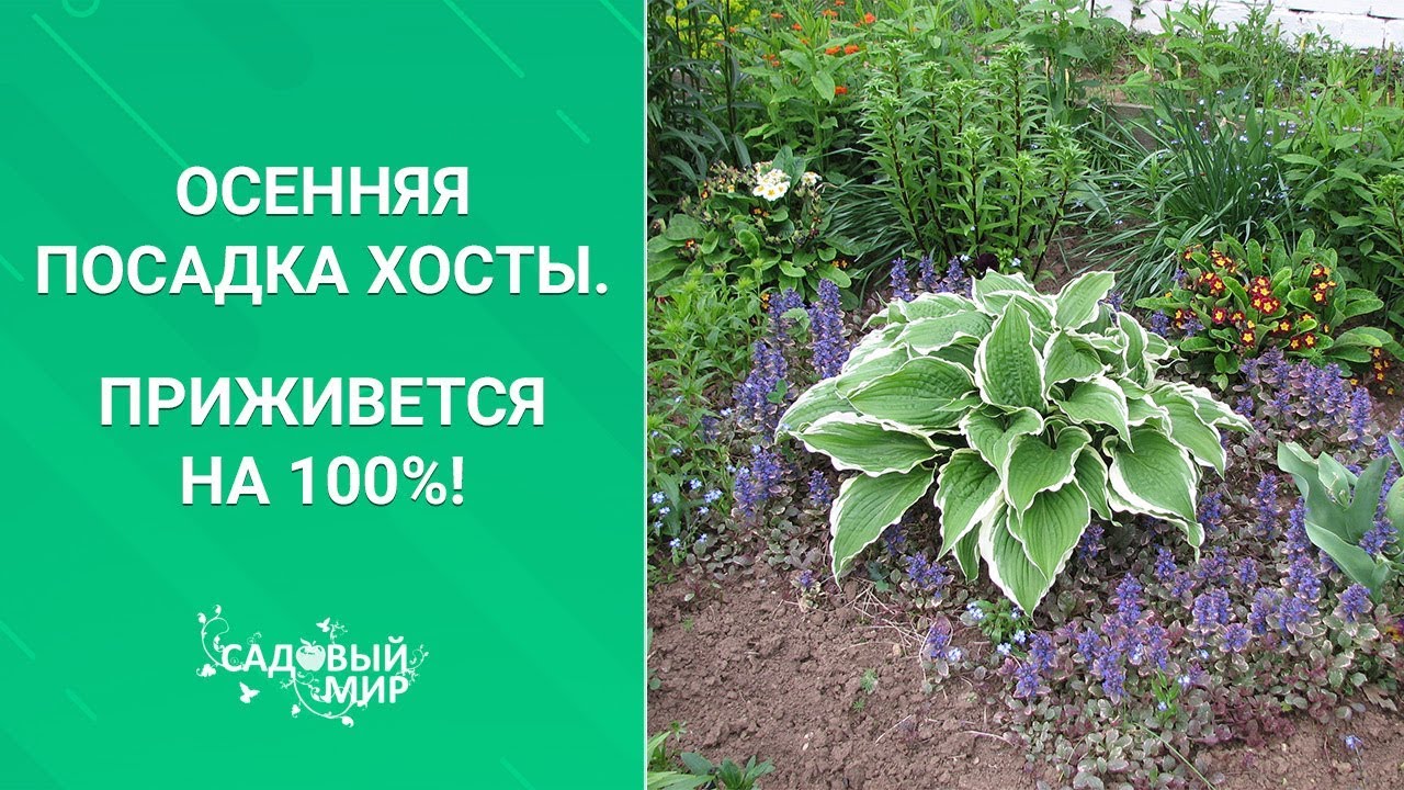 Осенняя посадка хосты. Приживется на 100%!