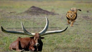 🦁 When the Hunter Becomes the Hunted – Buffalo vs Lion Showdown 🐃