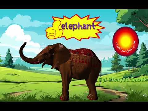 Jungle Animal Sounds Guess Challenge / Guess the animal's name based on its sound and shadow.