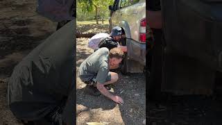 Snake hitches ride from QLD to NSW Central Coast