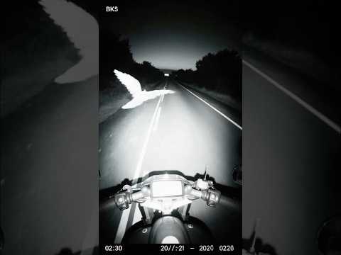 A Sign From Above: The Bird That Saved His Life