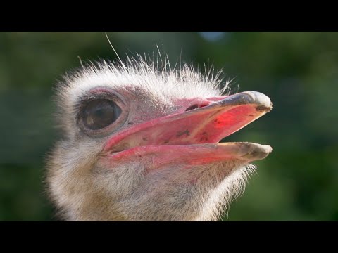 Qué Pasa con los Avestruces | Mini Documental
