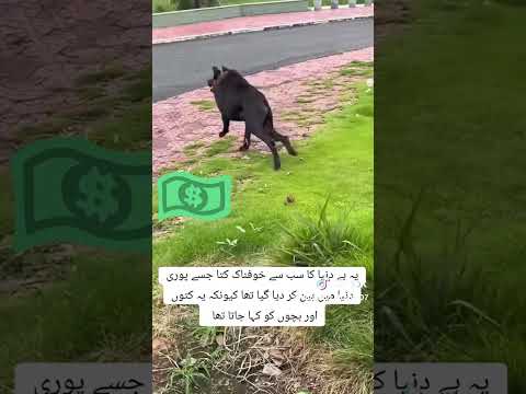 کوئی بتا سکتا ہے کہ یہ کون سا جانور ہے