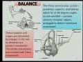 Balance and the Ear Anatomy