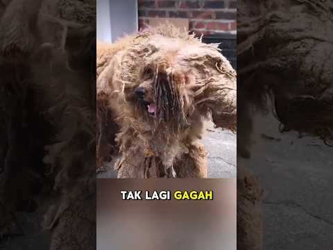 Anjingku yang dulu hilang #shorts #anjing