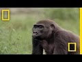 Rainforest Secrets and Gorilla Dynamics