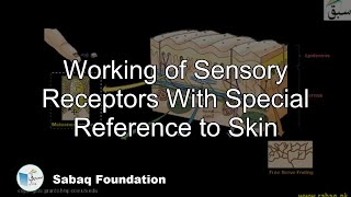 Working of Sensory Receptors With Special Reference to Skin