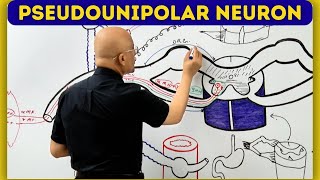 Pseudounipolar Neuron | Anatomy