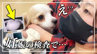 え？！💦まさかの事実が😲愛犬の「妊娠検査」で病院に行ったら…？🐶【#育児日記　#犬　#出産準備】