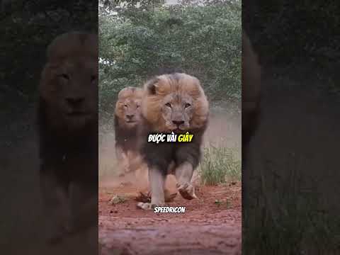 Top 5 loài động vật chạy nhanh nhất trên cạn #shorts #animals