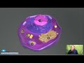 Cell Organelles and Their Functions
