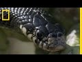King Snake and Thrasher Confrontation