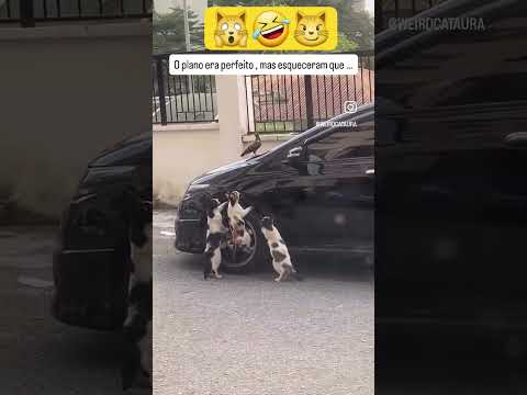 PLANO PERFEITO 😼🤣 #shorts #gatos #gatinhos #pets #fofos #animais #shortsfeed #cats