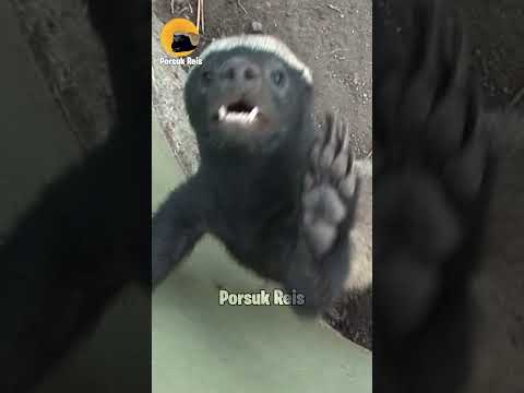 Afrika Ormanlarına İllallah Detirtti | Bal Porsuğu