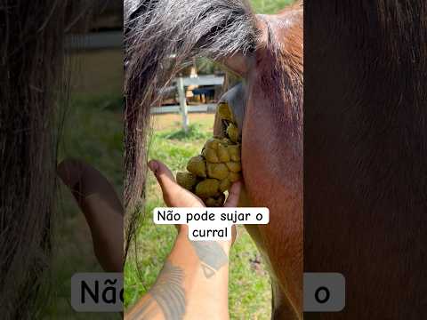 Não pode sujar o curral . #cavalo #cavalos