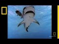 Critter Cam Deployment and Shark Behavior