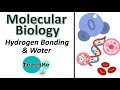Hydrogen Bonds and Water Properties