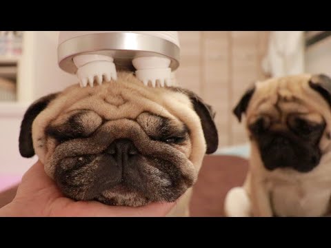 電動ヘッドマッサージャーを使ってみたらハンバーガーになった犬