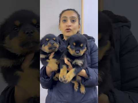 Rottweiler Female Puppies 🐶 From Namitaology #shorts #rottweiler #dogs #youtubeshorts #namitaology