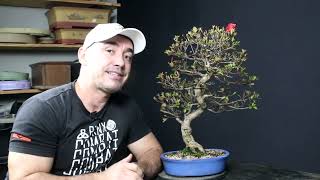 SALVANDO UMA AZALÉIA DA MORTE - TÉCNICA KAMIKAZE UTILIZANDO SOLO JAPONÊS