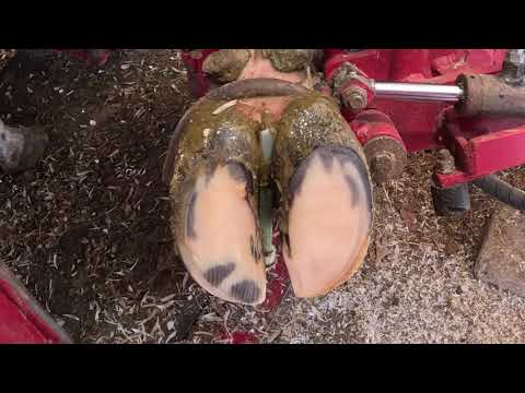 The Art of Hoof Balancing