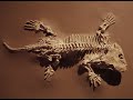 Transitional Fossils and Evolutionary Evidence