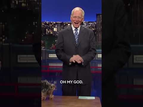 You'll never believe what this talking dog says 😂 #TalkingDog